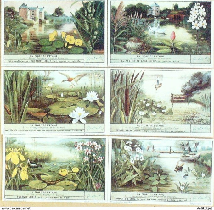 Chromo Liebig Sang 1516 Fleurs des marais (1951)