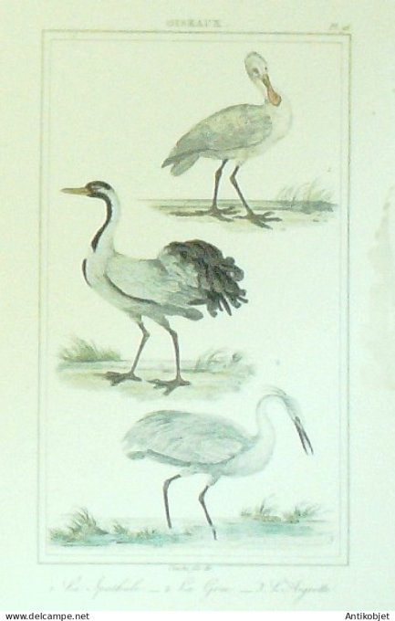 Spathule Grue Aigrette 1833 Vauthier-Buffon