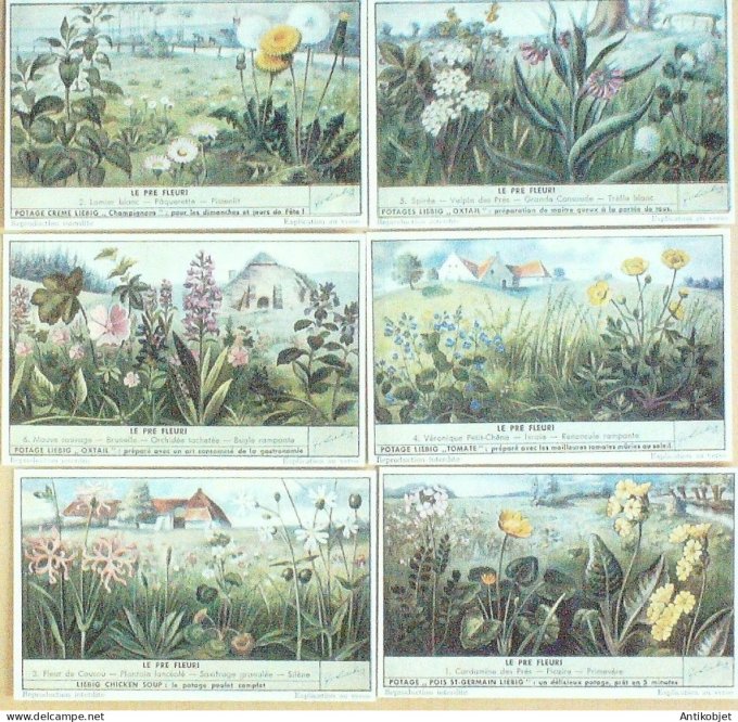 Chromo Liebig Sang 1544 Le pré Fleur (1952)