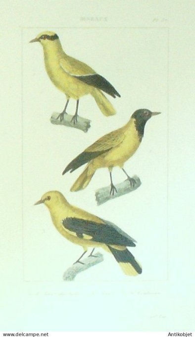 Loriot des Indes Coutavan 1833 Vauthier-Buffon
