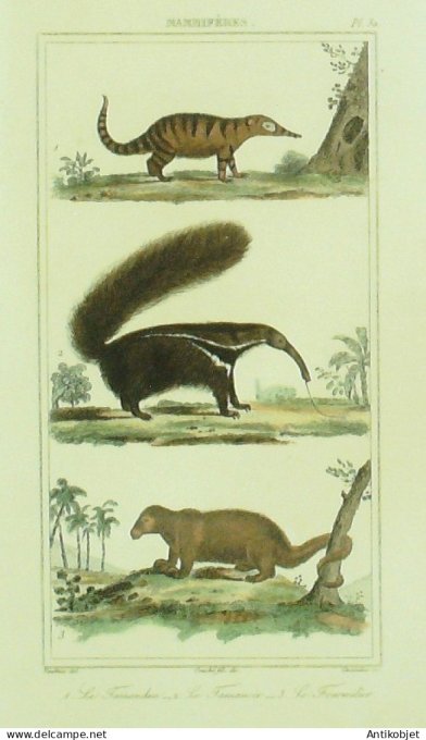 Tamandua Tamanoir Fourmilier 1833 Vauthier-Buffon