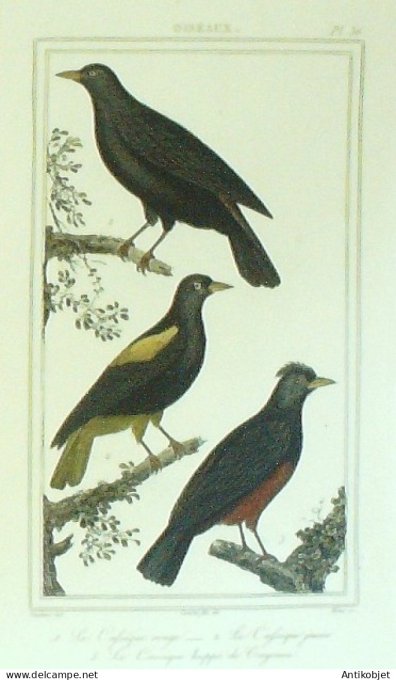 Caïque rouge & jaune & huppé de Cayenne 1833 Vauthier-Buffon