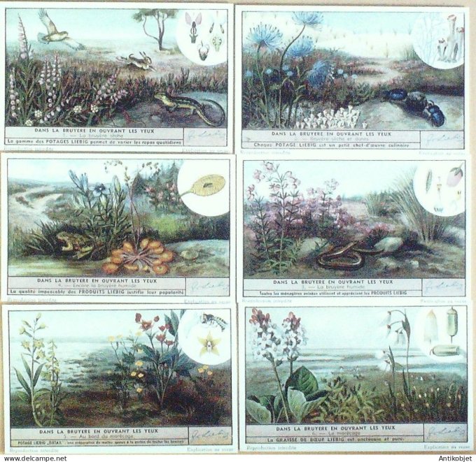 Chromo Liebig Sang 1511 La vie dans la lande dans la bruyere (1951)