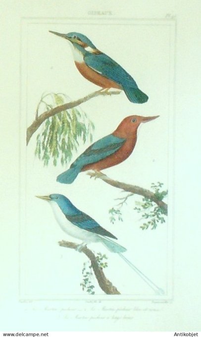 Martin-pêcheur bleu & roux 1833 Vauthier-Buffon