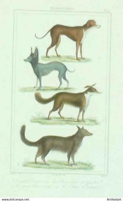 Chiens Loup & dIslande é Danois & Turc 1833 Vauthier-Buffon
