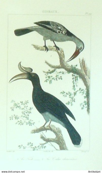 Tock Calac Rhinocéros 1833 Vauthier-Buffon