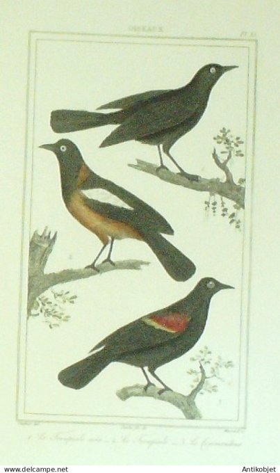 Commandeur Troupiales  1833 Vauthier-Buffon