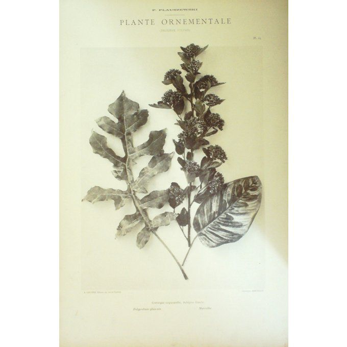 Aubépine Blanche (Craclaegus Oxyyacantha)