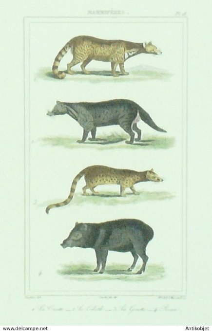 Civette Zibeth Genette Pécari 1833 Vauthier-Buffon