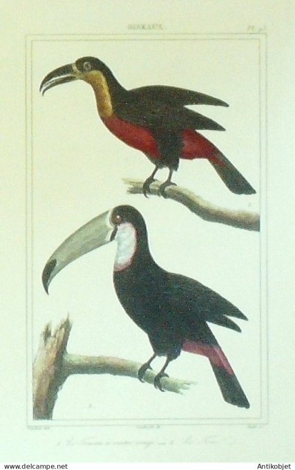 Toucan à ventre rougeToco 1833 Vauthier-Buffon