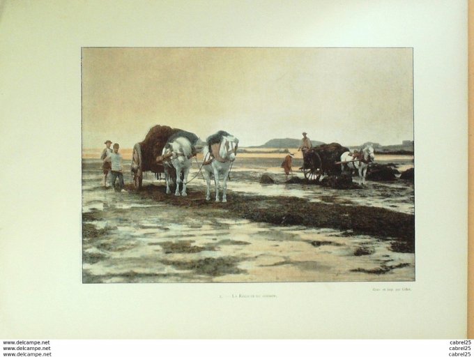 France (35) ST MALO récolte du GOEMON