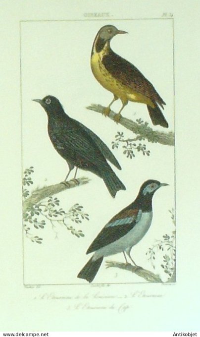 Etourneaux du Cap & Louisianne 1833 Vauthier-Buffon