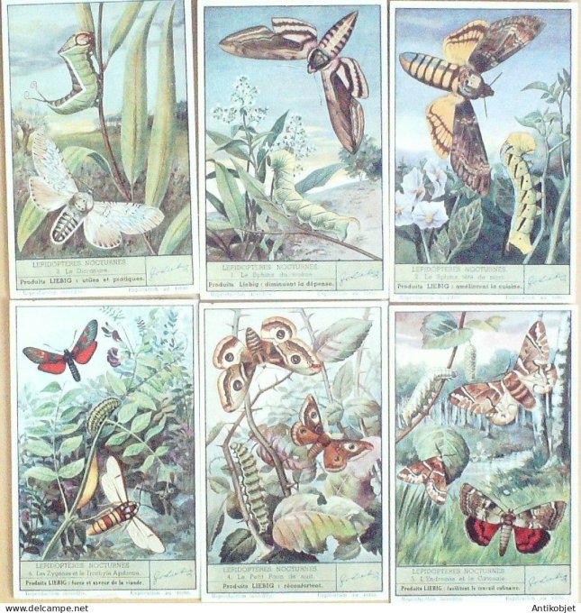 Chromo Liebig Sang 1497 Papillons de nuit (1950)