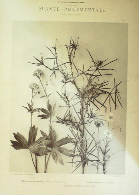 THALICTRON à FEUILLES D'ANEMONE