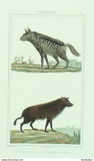 Hyènes raiées & tachetées 1833 Vauthier-Buffon