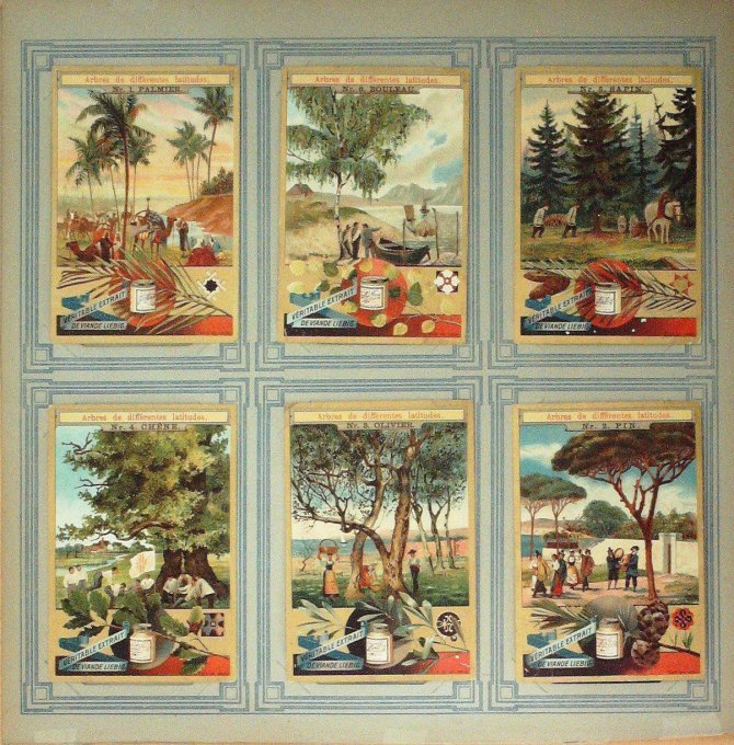 Arbres De Différente Latitude 1897