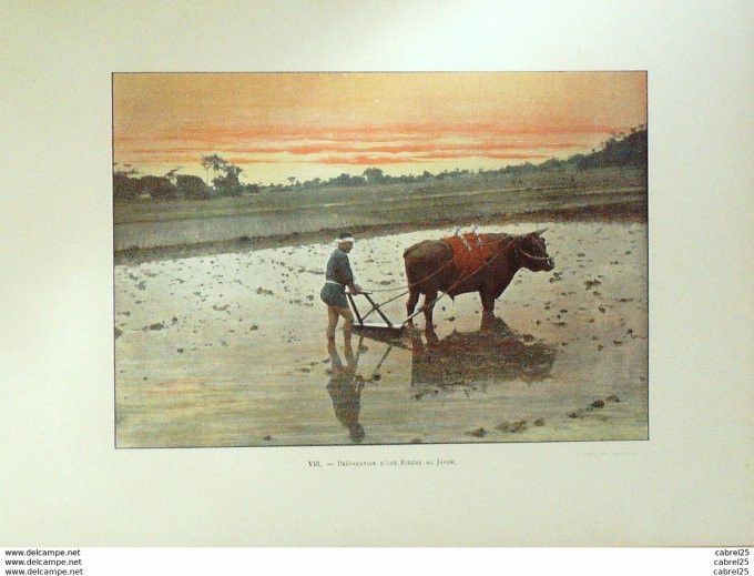 Japon Culture de rizière