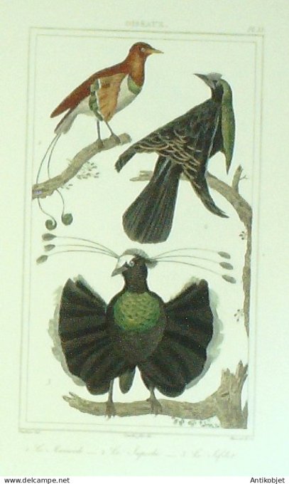 Sifilet Superbe Manucode 1833 Vauthier-Buffon