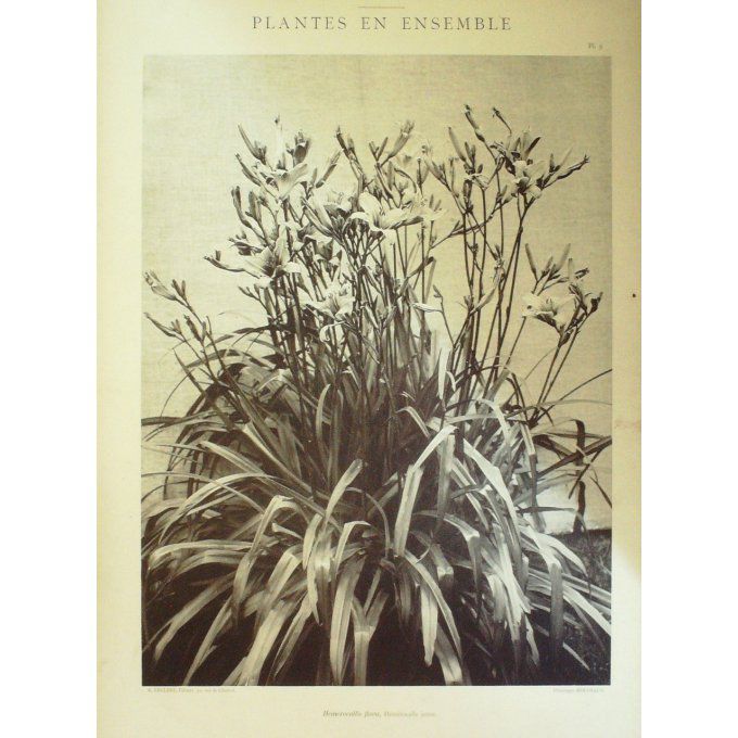 Hemerocalle Jaune (Hemerocallis Flava)