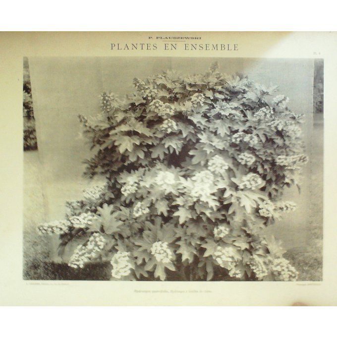 Hydrangea A Feuilles de Chene (Hydrangea Quercifolia)