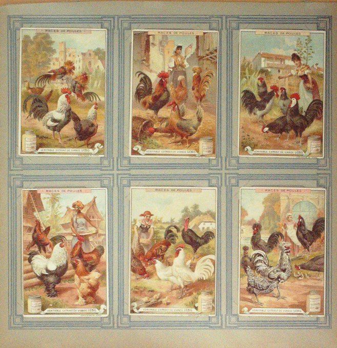 Races De Poules 1897