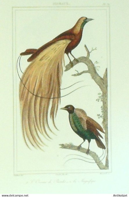 Oiseau de Paradis Magnigfique 1833 Vauthier-Buffon