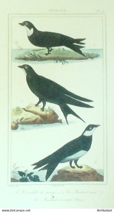Martinets Hirondelle de rivage 1833 Vauthier-Buffon