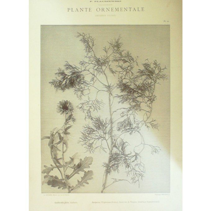 Genèvrier de Virginie (Juniperus Virginiana Gaillarde (Gaillardia pieta)