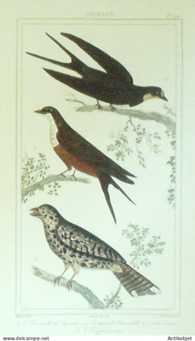 Hirondelles Engoulevent 1833 Vauthier-Buffon
