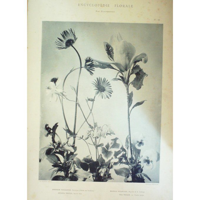 Doronique herbe aux Panthères (Doronicum Pardallianche)