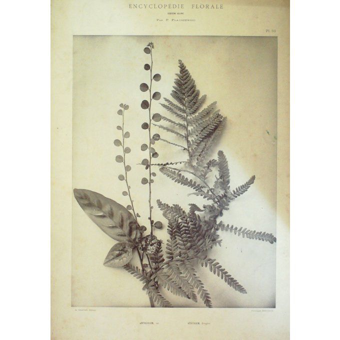 Fougère (Anthyrium)