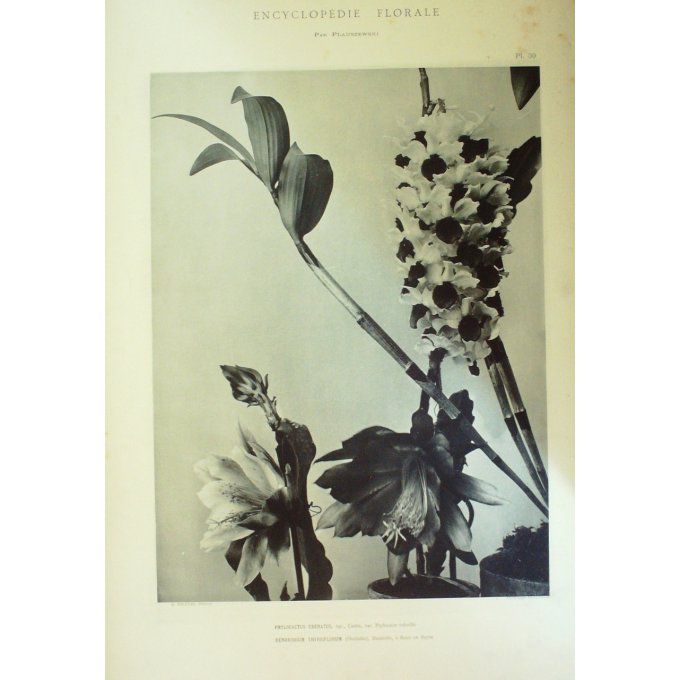 Orchidée Dendrobe à fleurs en Thyrse (Dendrobium Thyrsiflorum)