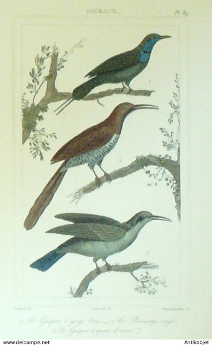 GuêpiersPromerops 1833 Vauthier-Buffon