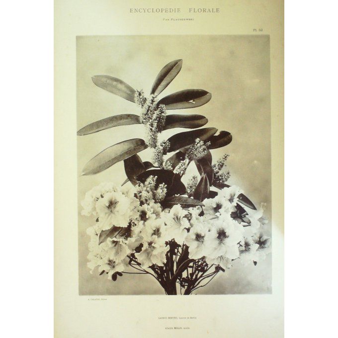 Azalée (Azalea Mollis) Laurier (Laurus)