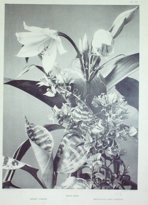 Bougainvilliers (Bougainvillea Glabra Sanderiana)