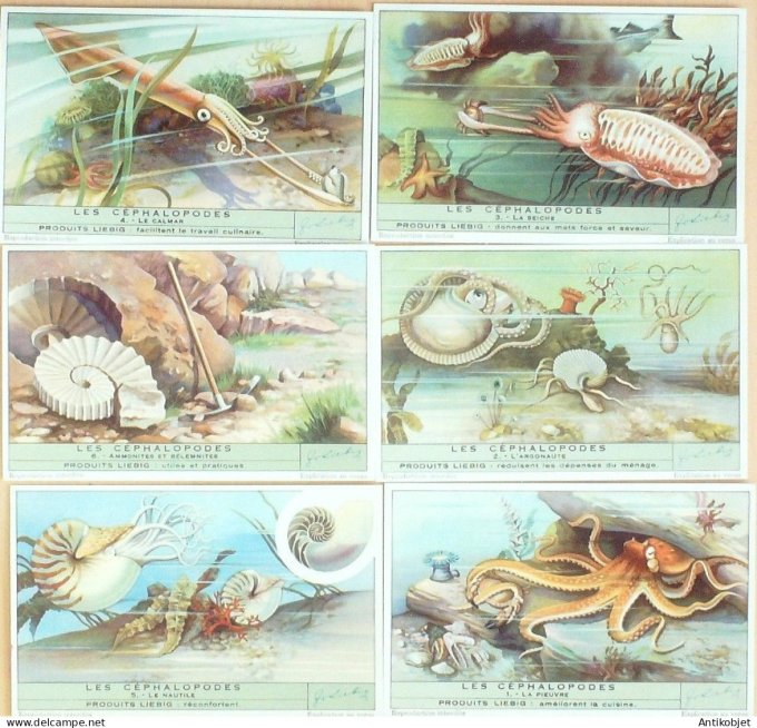 Chromo Liebig Sang 1456 Cephalopodes (1947)