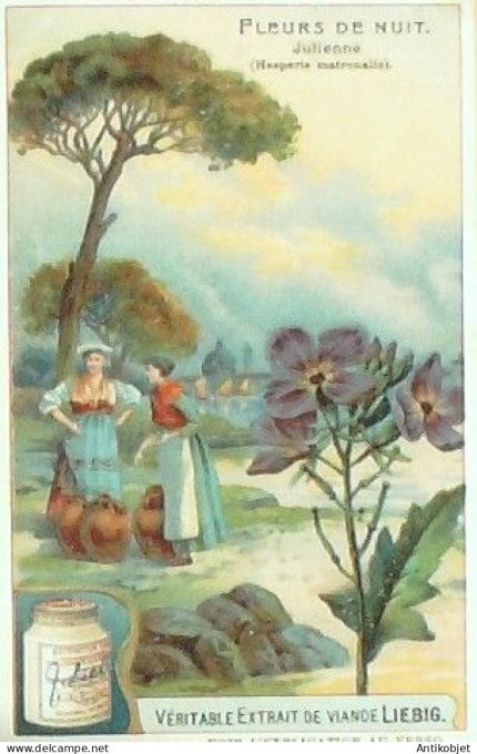 Chromo Liebig Sang  929 Fleurs nocturnes IV (1908)