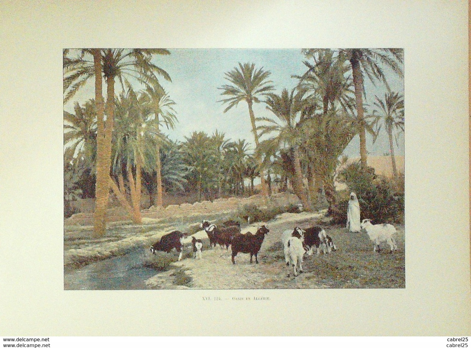 Algérie OASIS bergère et ses chèvres