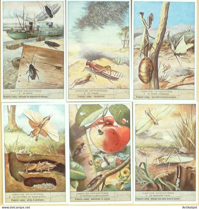Chromo Liebig Sang 1458 Insectes orthopteres (1947)