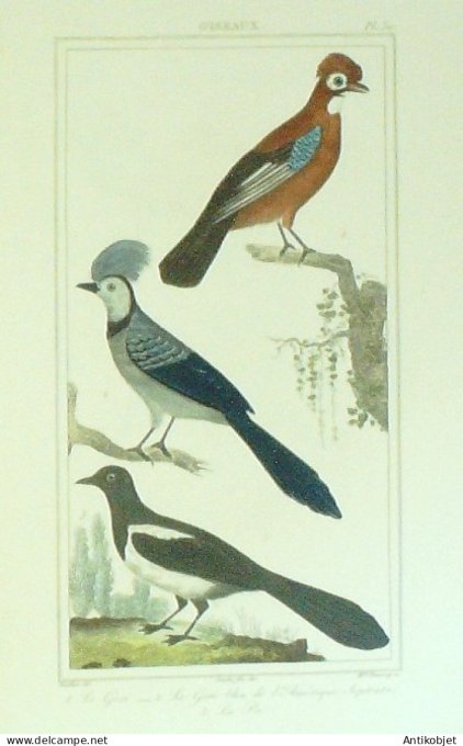 Geais Pie 1833 Vauthier-Buffon