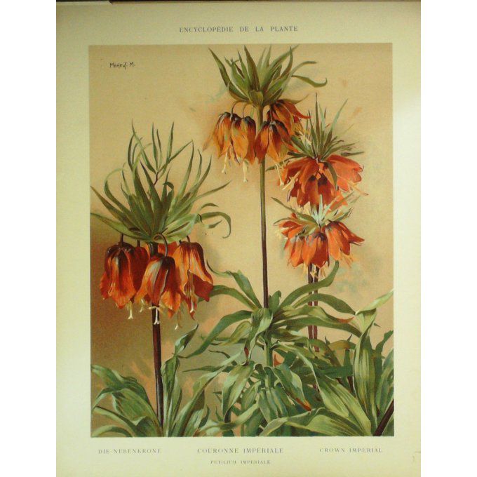 Couronne Imperiale-Petilum