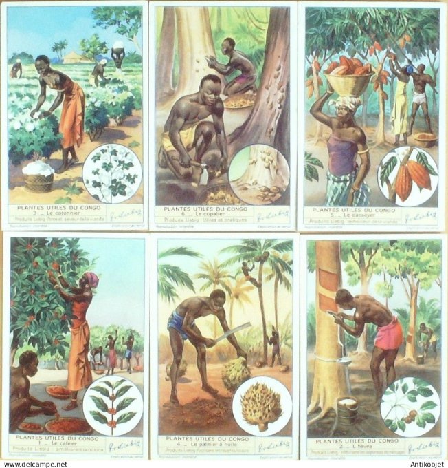 Chromo Liebig Sang 1434 Congo plantes (1941)