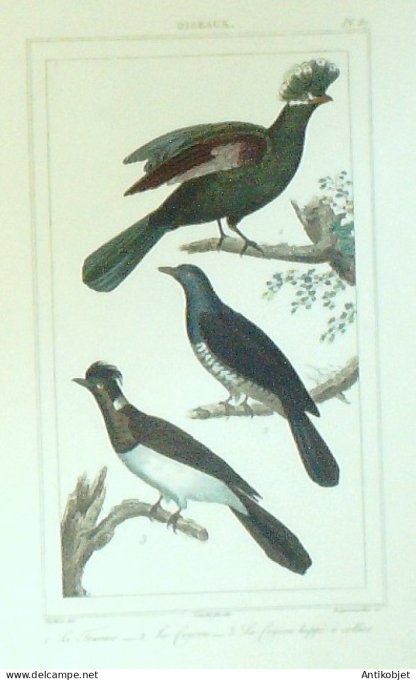 Fourace Coucou huppé  collier 1833 Vauthier-Buffon