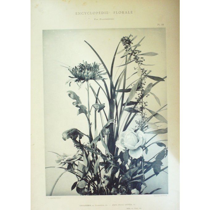 Chrysanthème (Chrysantemum) Mimosa (Acacia Latifolia)