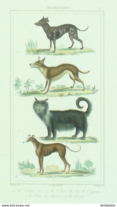 Lévrier Chiens Turc & Cayenne & Sibérie 1833 Vauthier-Buffon