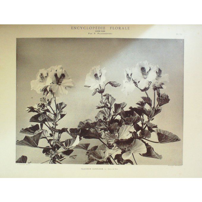 Pelargonium à grandes fleurs (Pelargonium Grandiflorum)