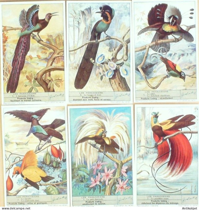Chromo Liebig Sang 1455 Oiseaux de Paradis les Paradisiers (1943)