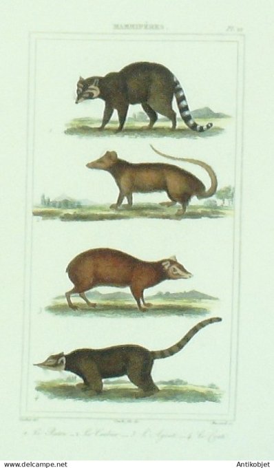 Raton Crabier Agouti 1833 Vauthier-Buffon