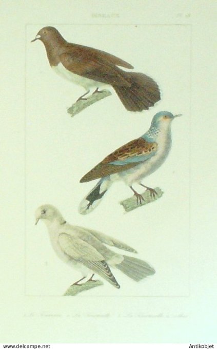 Tourterelle à collier Fourocco 1833 Vauthier-Buffon