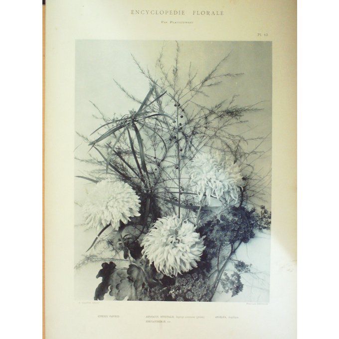 Asperge Commune (Asparagus Officinalis) Angélique (Angelica)